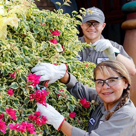 Two team Members trimming a bush